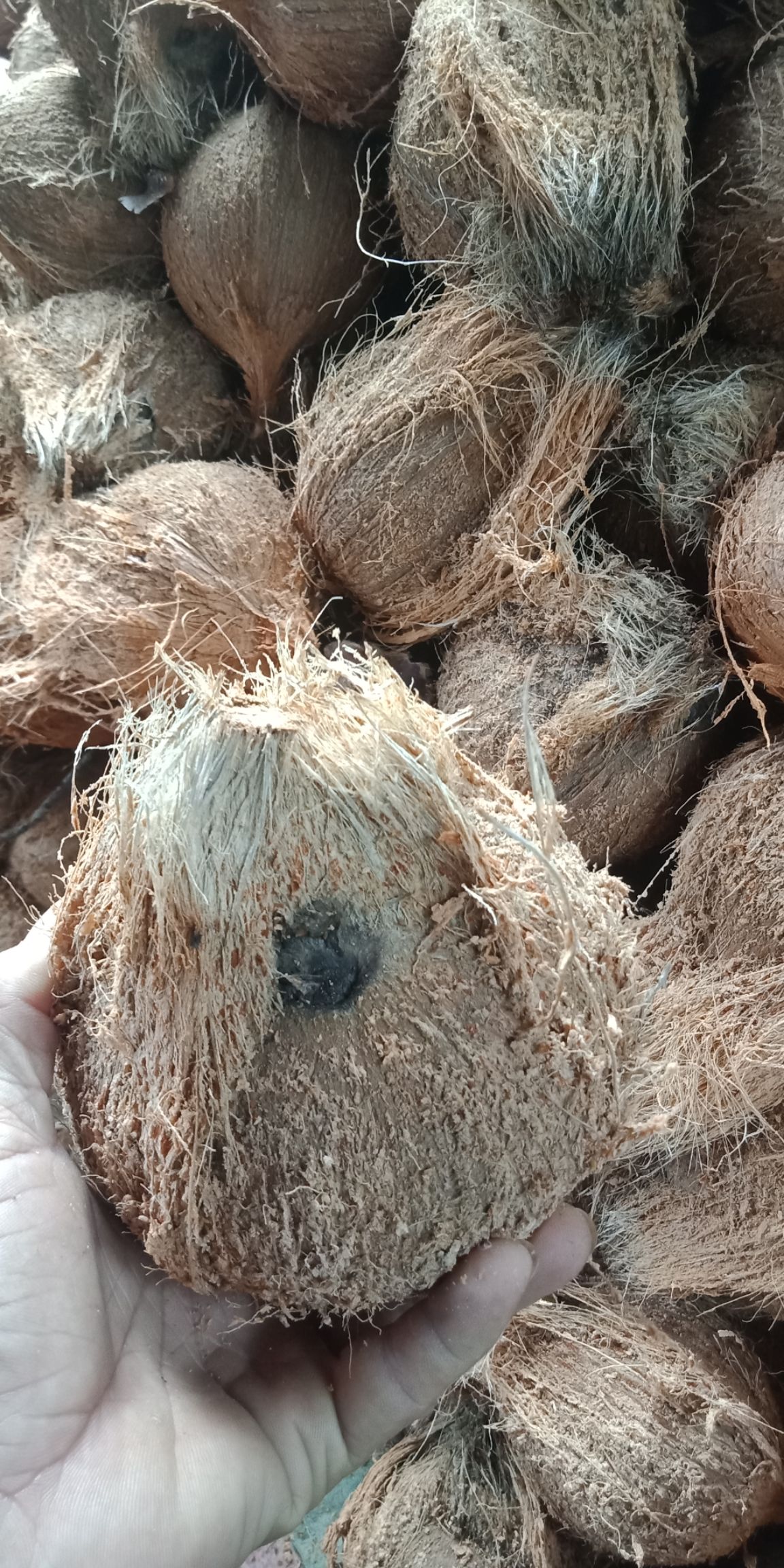 海南天然优质椰子